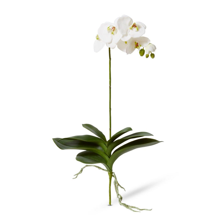 Phalaenopsis Luxe Plant Pack of 4 - White, 76cm (H)