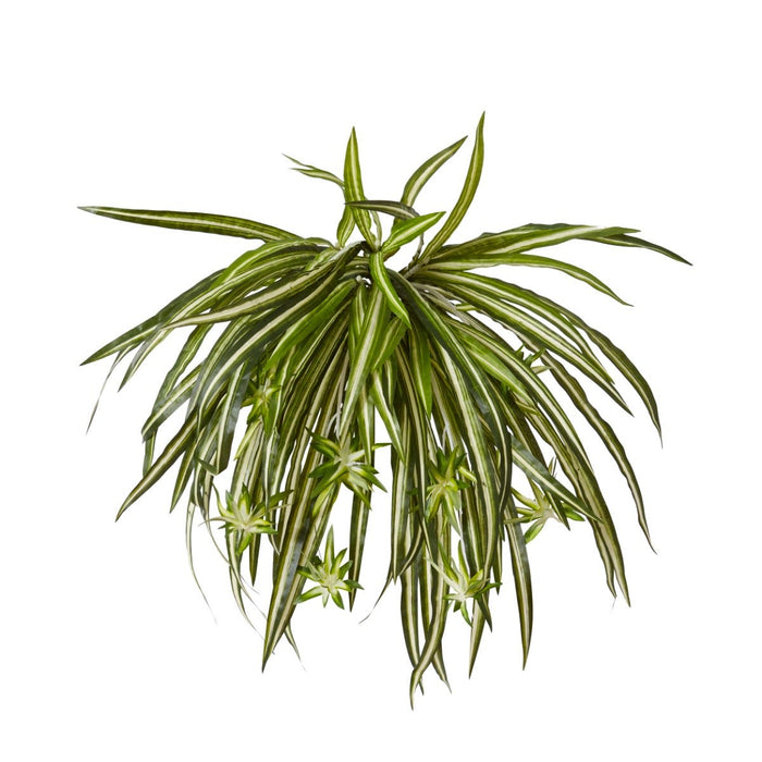 Spider Plant Pack of 6 - Variegated, 48cm (H)