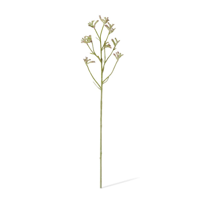 Kangaroo Paw Spray Pack of 12 - Green, 71cm (H)