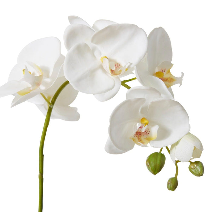 Phalaenopsis Lush Stem Pack Of 12 - White, 78cm (H)
