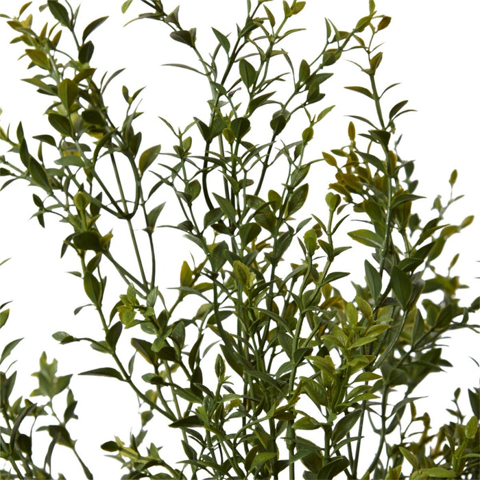 Boxwood Bush Pack of 4 - Green, 78cm (H)