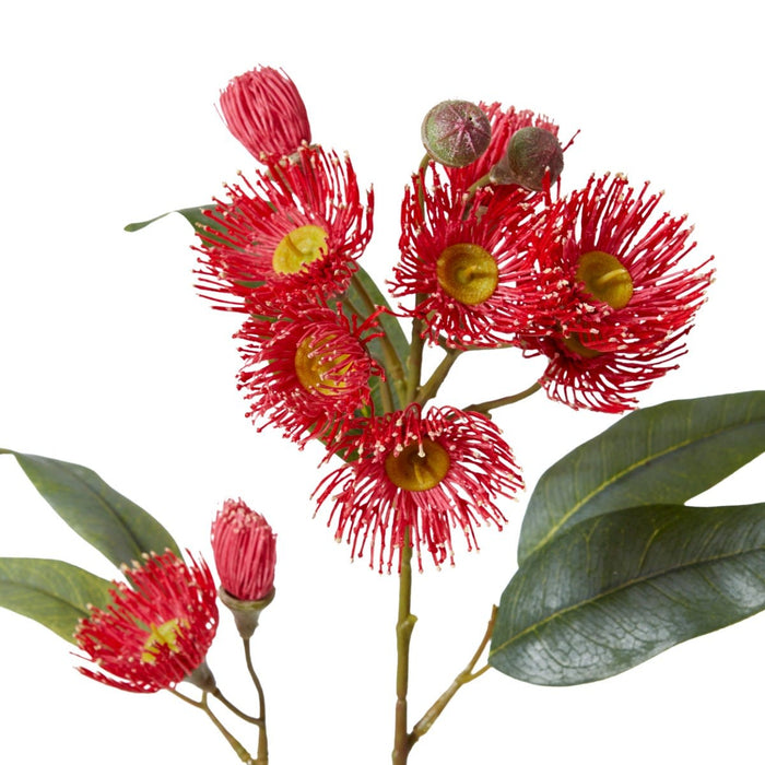Eucalyptus Flowering Spray Pack of 12 - Red, 76cm (H)