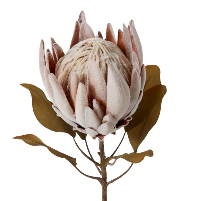 Protea King Dried Look Stem Pack of 12 - Brown, 61cm (H)