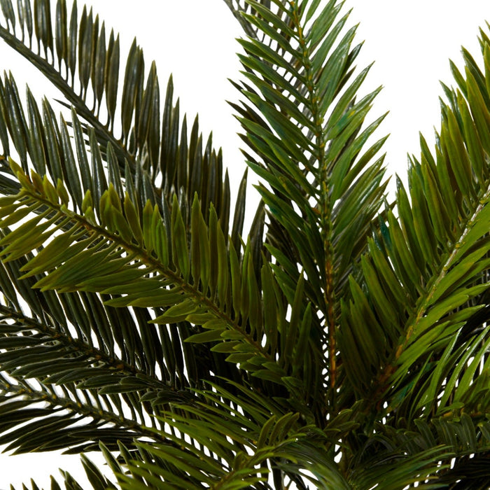 Cycas Bush Pack of 6 - Green, 43cm (H)