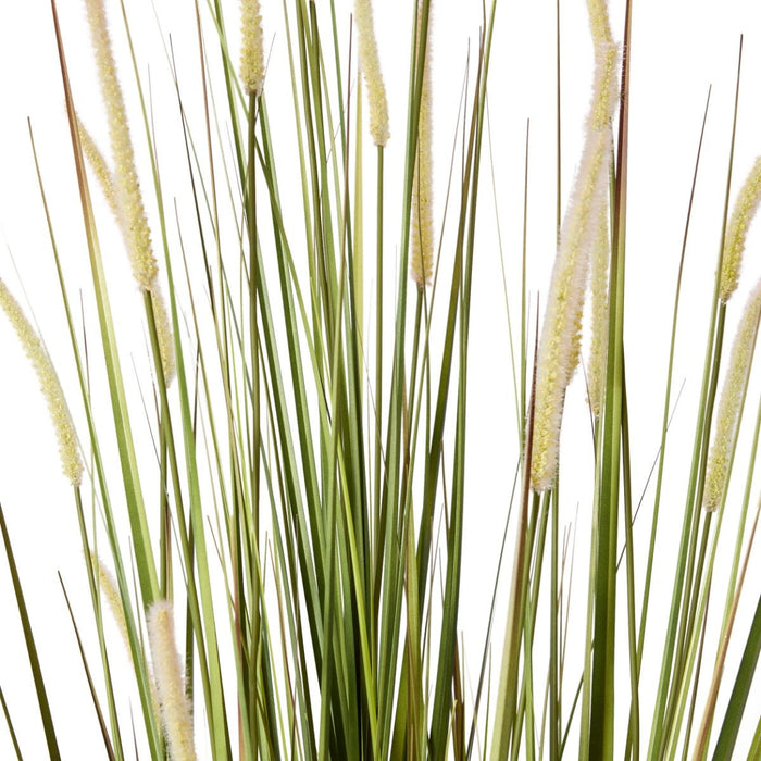 Grass Foxtail Potted - Green/White, 170cm (H)