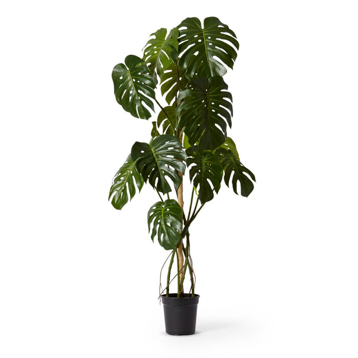 Monstera Vine Plant Potted - Green, 150cm (H)
