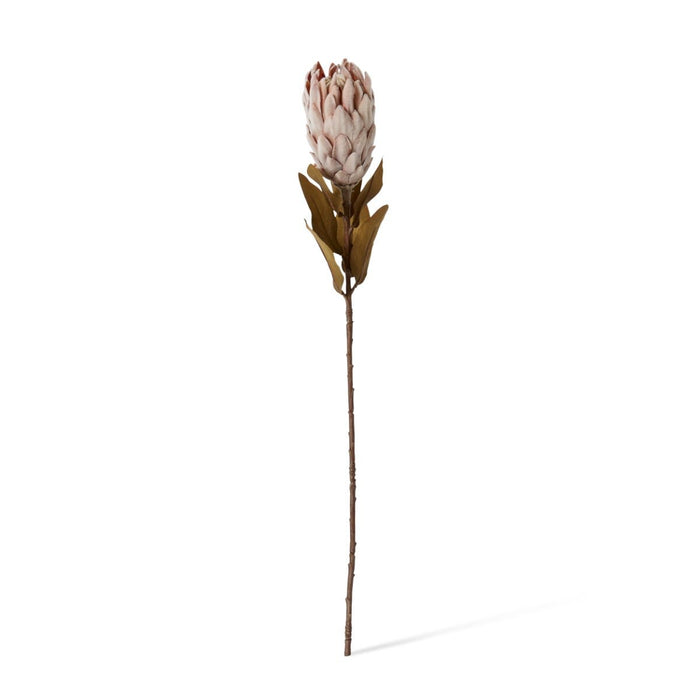 Protea Dried Look Stem Pack of 12 - Brown, 61cm (H)