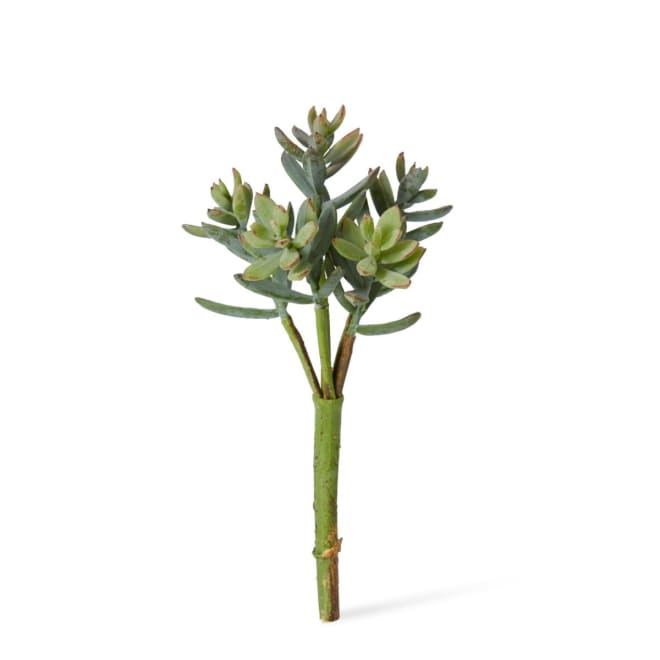 Sedum Nevii Pick Pack Of 24 - Sage, 17cm (H)