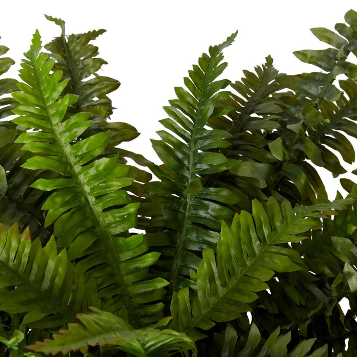 Fern Boston - Green, 55cm (H)