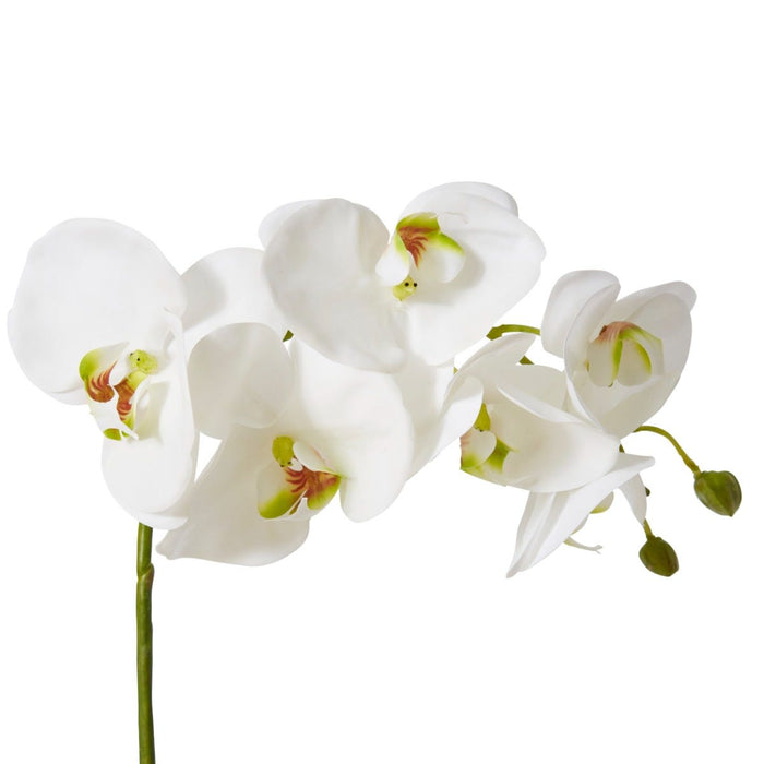 Phalaenopsis Grand Plant Pack of 4 - White, 63cm (H)
