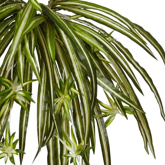 Spider Plant Pack of 6 - Variegated, 48cm (H)