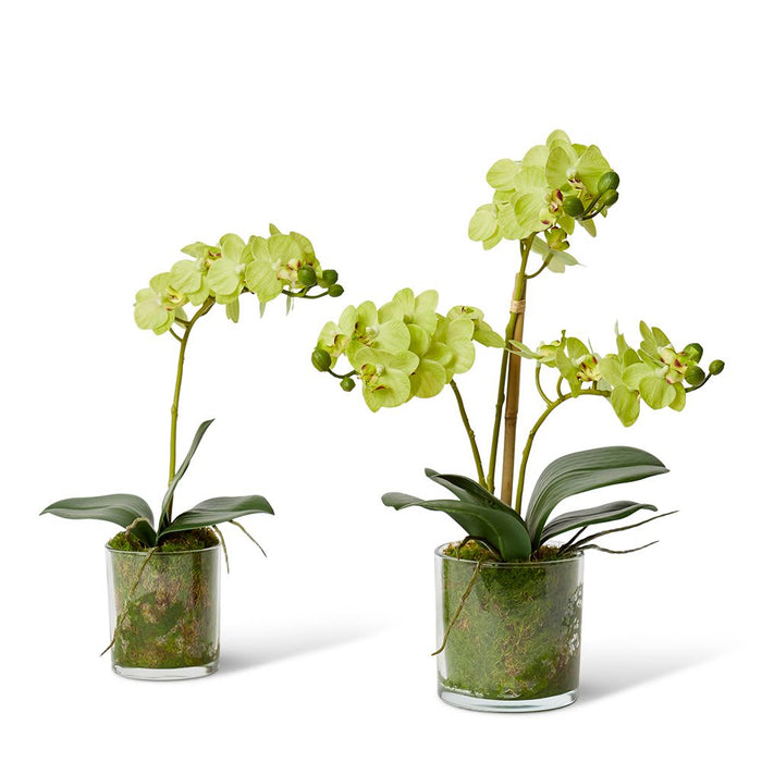 Phalaenopsis Mini - Green/Clear, 30cm (H)