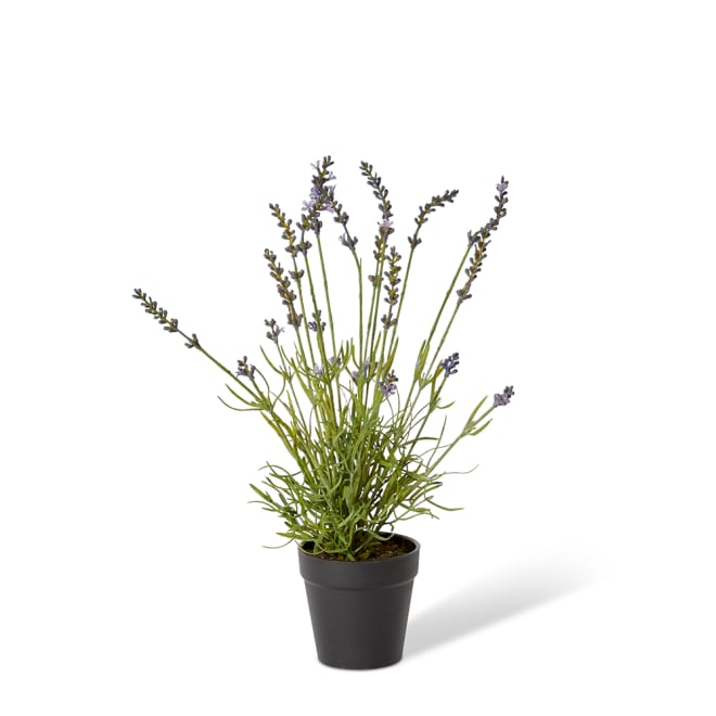 Lavender Bundle-Garden Pot - Pruple/Green, 45cm (H)
