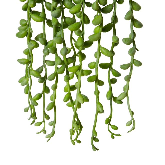 String of Pearls Angel Tears Hanging-Garden Pot - Green, 30cm (H)