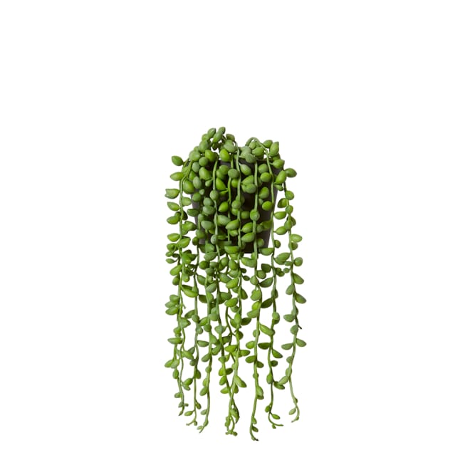 String of Pearls Angel Tears Hanging-Garden Pot - Green, 30cm (H)