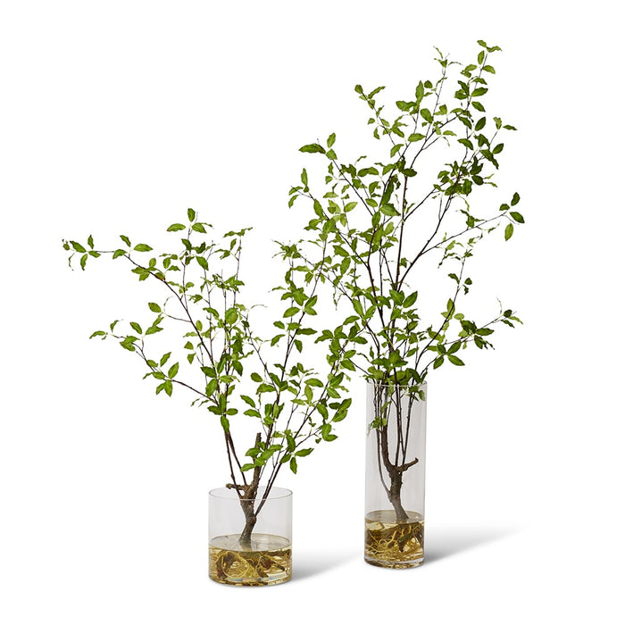 Pittosporum Plant - Vera Vase - Green, 140cm (H)