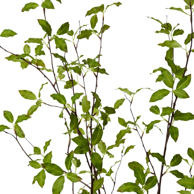 Pittosporum Plant - Vera Vase - Green, 98cm (H)