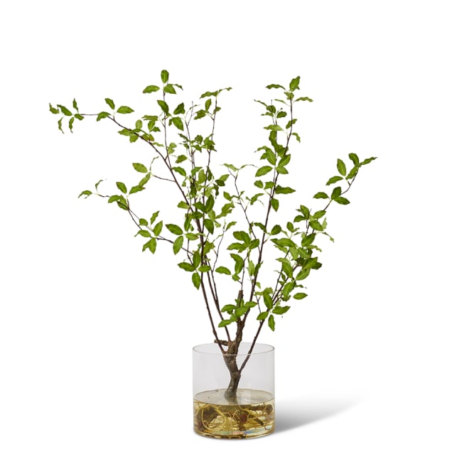 Pittosporum Plant - Vera Vase - Green, 98cm (H)