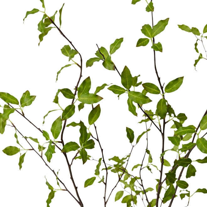 Pittosporum Plant - Vera Vase - Green, 140cm (H)
