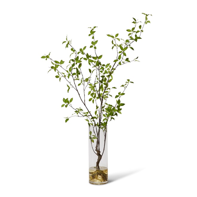 Pittosporum Plant - Vera Vase - Green, 140cm (H)