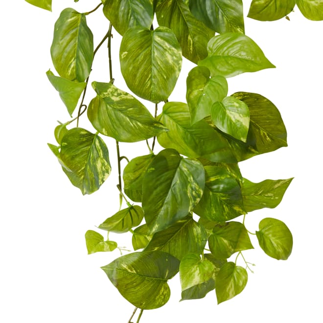 Pothos Hanging Plant - Garden Pot - Green, 26cm (H)