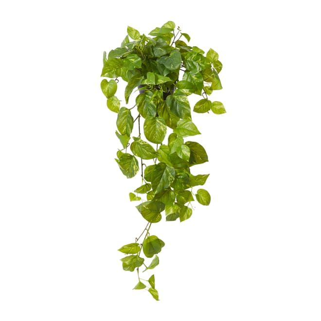 Pothos Hanging Plant - Garden Pot - Green, 26cm (H)