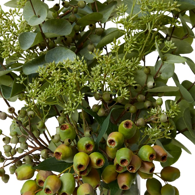 Eucalyptus Dollar Seeding Spray - Green, 88cm (H)