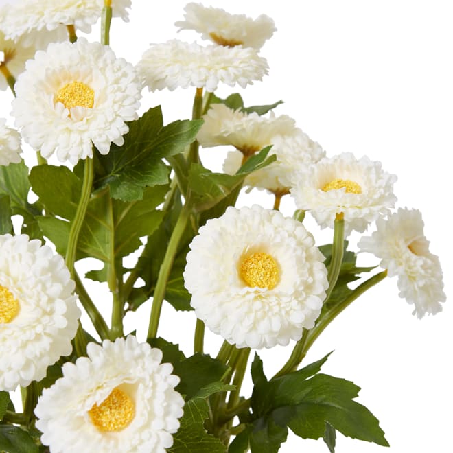 Chrysanthemum Spray Plant - White, 38cm (H)