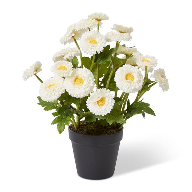 Chrysanthemum Spray Plant - White, 38cm (H)