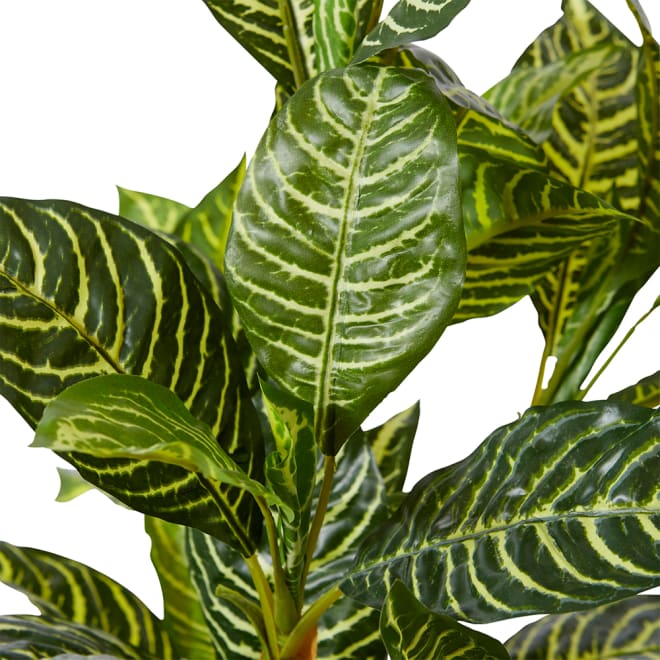 Zebra Plant-Garden Pot - Green, 60cm (H)
