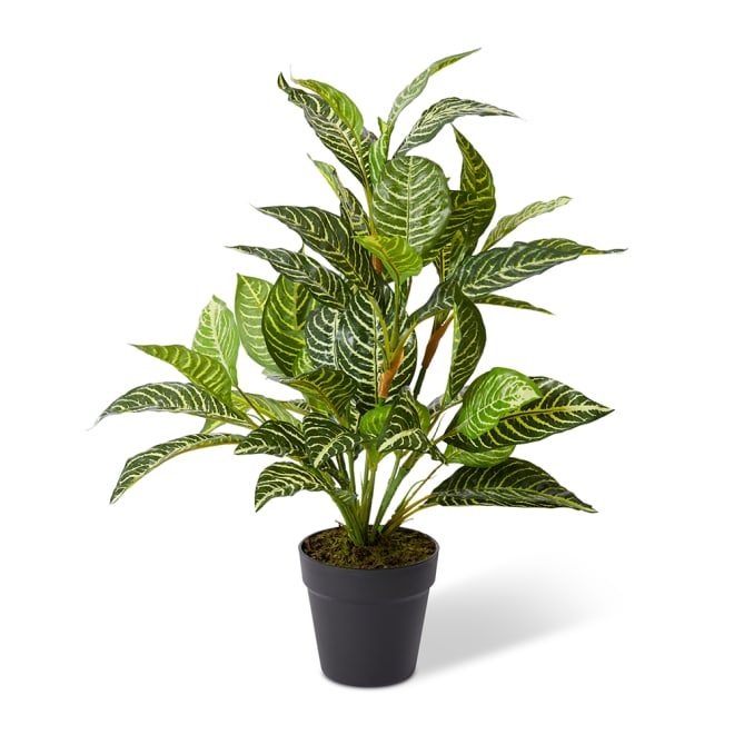 Zebra Plant-Garden Pot - Green, 60cm (H)