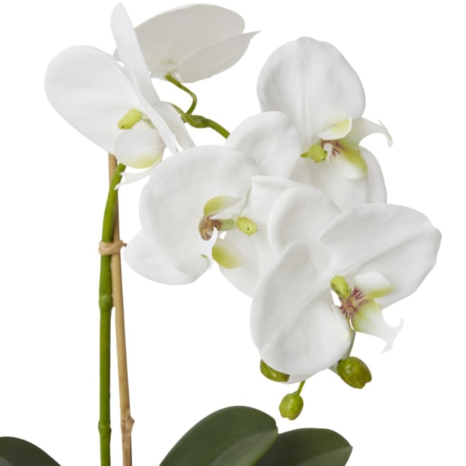 Grand Phalaenopsis - Allira Vase - White, 45cm (H)