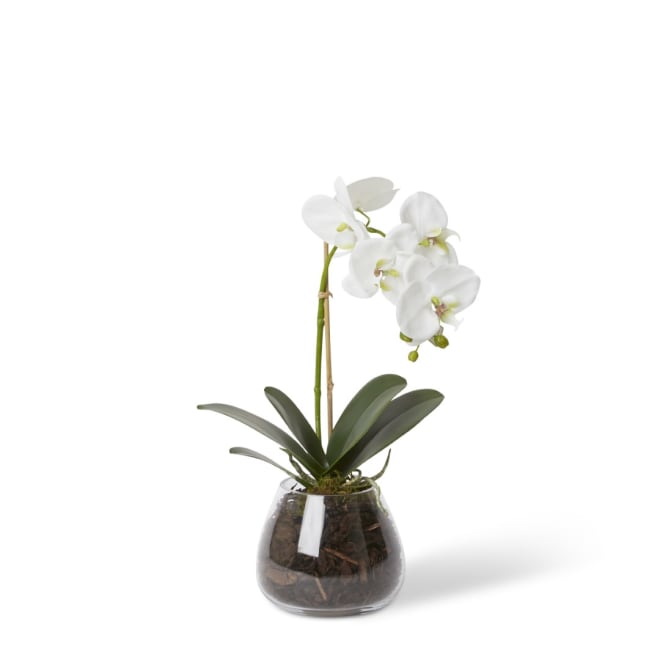 Grand Phalaenopsis - Allira Vase - White, 45cm (H)