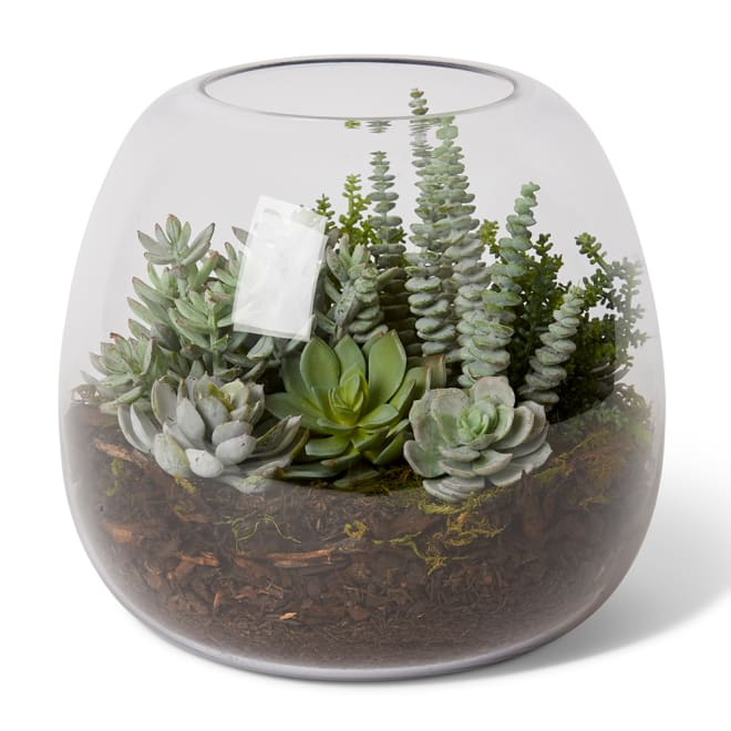 Bell Sedum Succulent Mix - Alma Vase - Green, 27cm (H)