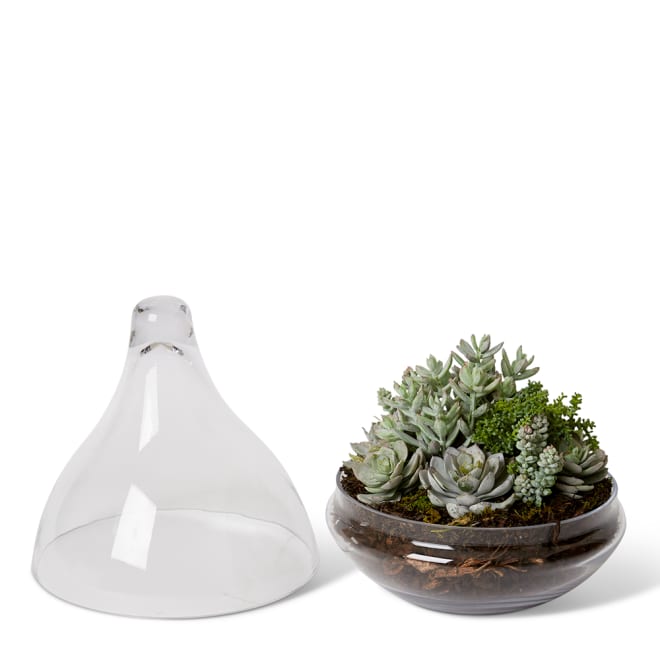 Senico Succulent Mix - Tessa Terrarium - Green/Clear, 32cm (H)