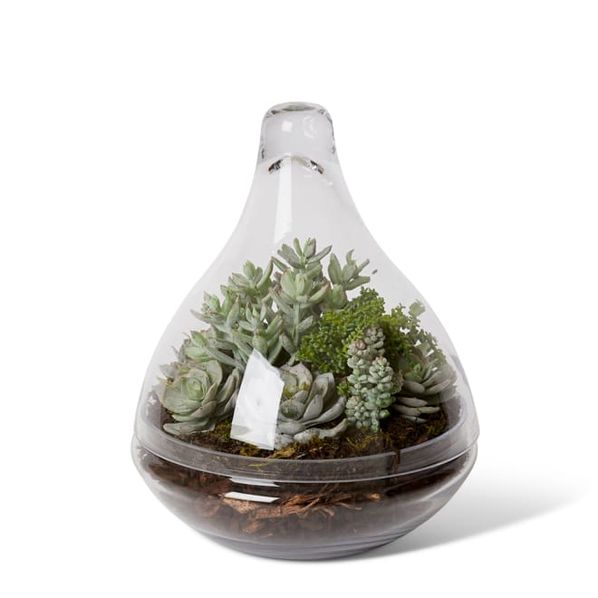 Senico Succulent Mix - Tessa Terrarium - Green/Clear, 32cm (H)