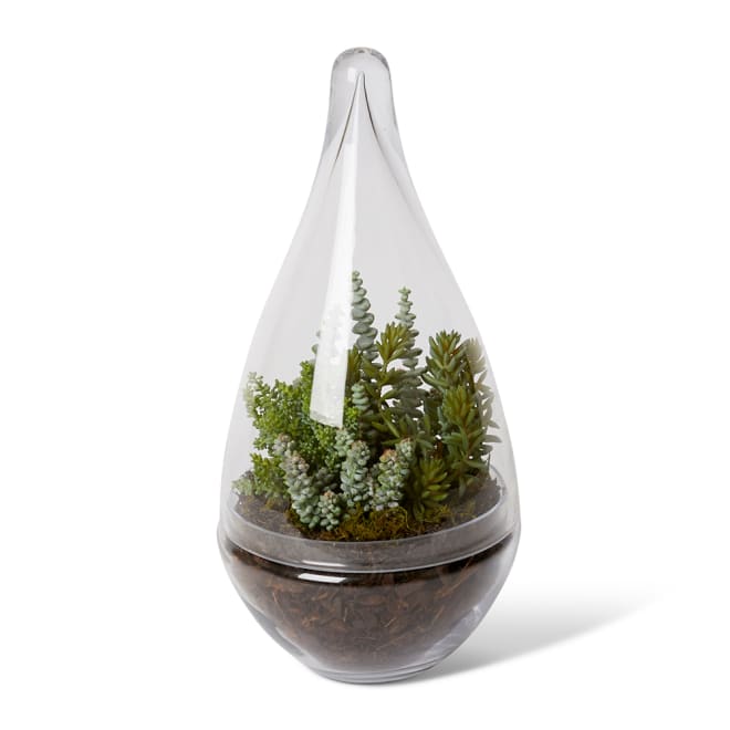 String of Buttons Sedum Mix - Tessa Terrarium - Green, 44cm (H)