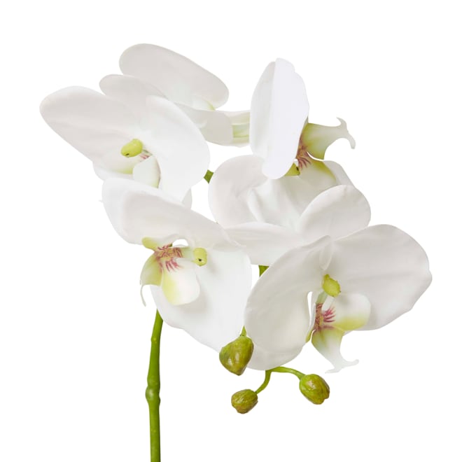 Phalaenopsis Grand - Wanda Vase - White/White, 45cm (H)