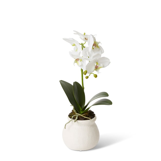 Phalaenopsis Grand - Wanda Vase - White/White, 45cm (H)