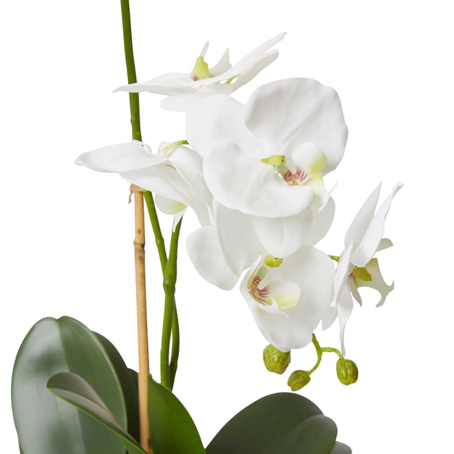 Phalaenopsis Grand - Wanda Vase - White, 63cm (H)