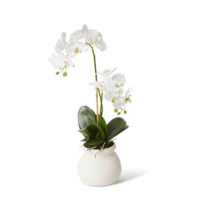 Phalaenopsis Grand - Wanda Vase - White, 63cm (H)