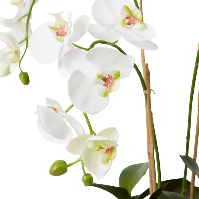 Phalaenopsis DeLuxe - Theo Pot - White, 70cm (H)