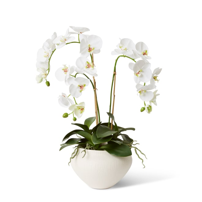 Phalaenopsis DeLuxe - Theo Pot - White, 70cm (H)