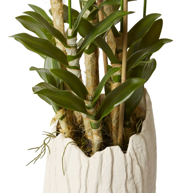 Orchid Dendrobidium Potted - Sanchia Vessel - White, 155cm (H)