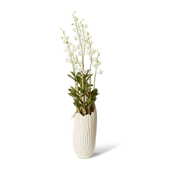 Orchid Dendrobidium Potted - Sanchia Vessel - White, 155cm (H)