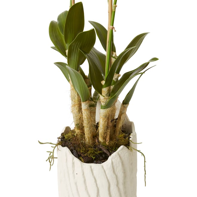 Orchid Dendrobidium Potted - Sanchia Vessel - White, 100cm (H)