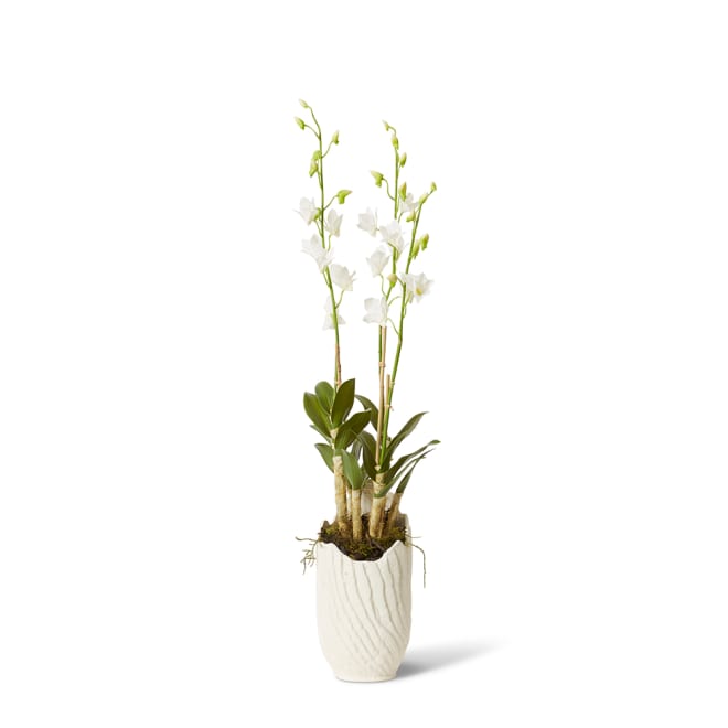 Orchid Dendrobidium Potted - Sanchia Vessel - White, 100cm (H)