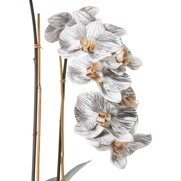 Phalaenopsis Orich Stem - Black/White, 80cm (H)