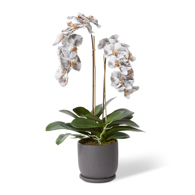 Phalaenopsis Orich Stem - Black/White, 80cm (H)