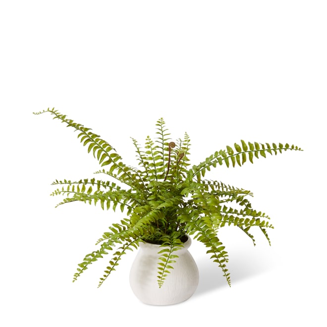 Fern Lush Boston - Wanda Vase - Green/White, 60cm (H)